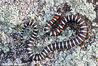 Baja California Gopher Snake