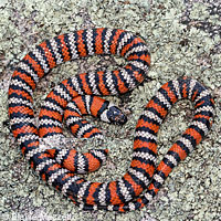 Baja California Gopher Snake
