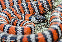 Baja California Gopher Snake