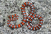 Baja California Gopher Snake