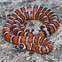 Baja California Gopher Snake