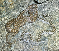 Baja California Rattlesnake 