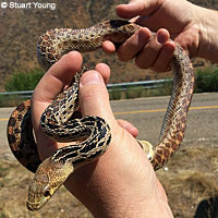 Baja California Gopher Snake