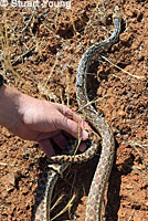 Baja California Gopher Snake