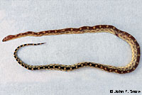 Baja California Gopher Snake