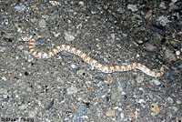 Baja California Rattlesnake 