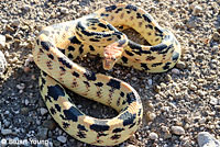 Baja California Gopher Snake