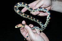 Baja California Gopher Snake