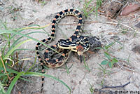 Baja California Gopher Snake