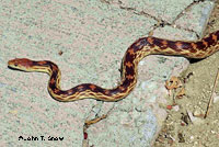 Baja California Gopher Snake