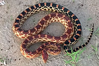 Baja California Gopher Snake