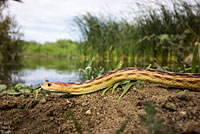 Baja California Gopher Snake