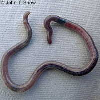 Isla Angel de la Guarda Rattlesnake