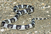 long-nosed snake
