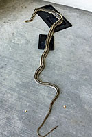 Baja California Gopher Snake