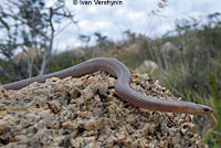 Sand Snake