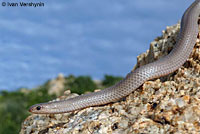 Sand Snake