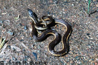 Glossy Snake