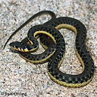 Glossy Snake