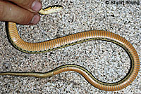 Glossy Snake