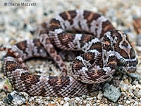 Glossy Snake