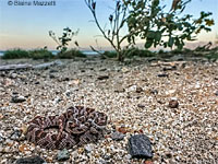 Glossy Snake