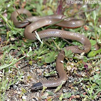 long-nosed snake