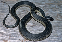 West Coast Gartersnake