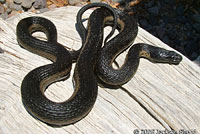 West Coast Gartersnake