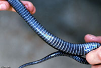 West Coast Gartersnake