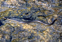 West Coast Gartersnake