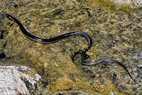 West Coast Gartersnake