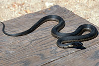 West Coast Gartersnake