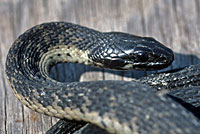 West Coast Gartersnake