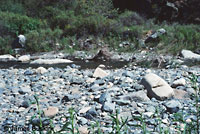 Western Pond Turtle Habitat