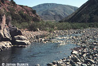 Western Pond Turtle Habitat