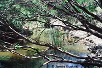 Western Pond Turtle Habitat