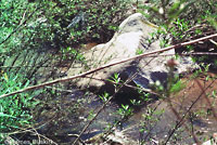 Western Pond Turtle Habitat