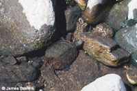 Western Pond Turtle