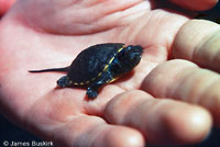 Western Pond Turtle