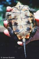 Western Pond Turtle