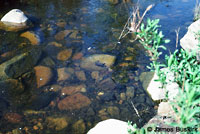 Western Pond Turtle
