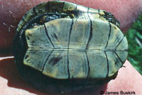 Western Pond Turtle