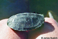 Western Pond Turtle