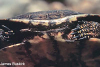 Western Pond Turtle