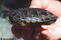 Western Pond Turtle