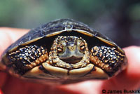 Western Pond Turtle