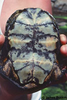 Western Pond Turtle
