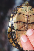 Western Pond Turtle