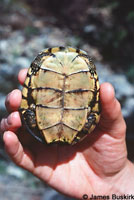 Western Pond Turtle